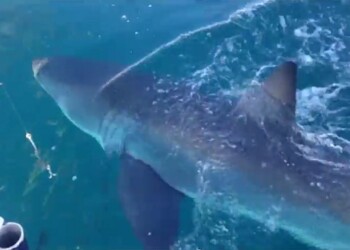 Video: Great white shark encounter